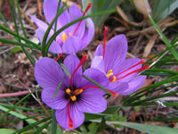 Crocus sativus